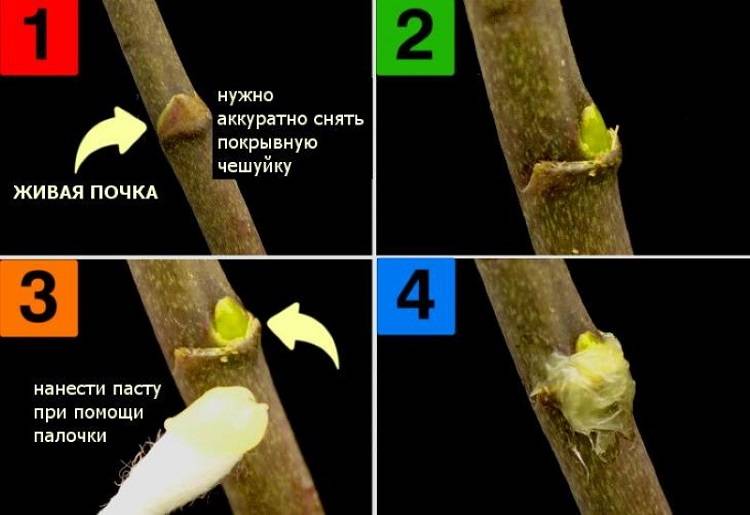 Этапы нанесения цитокининовой пасты на орхидею