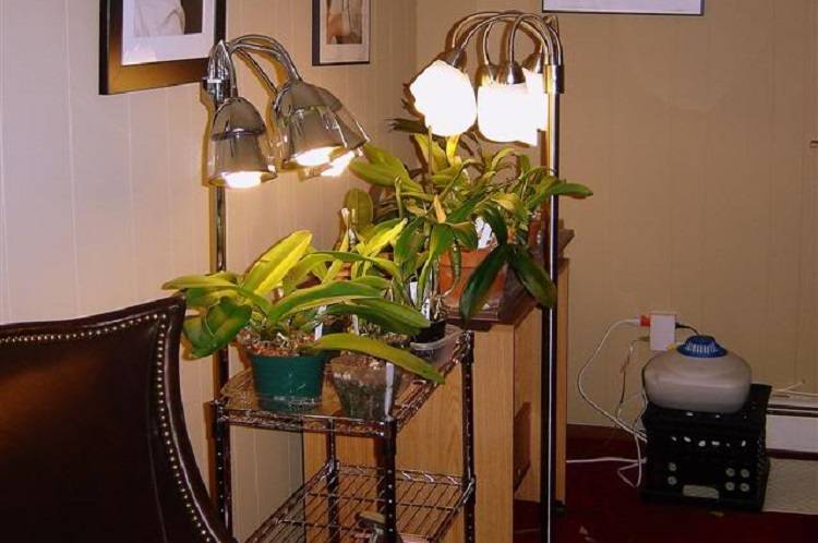 Подсветка лампами орхидей