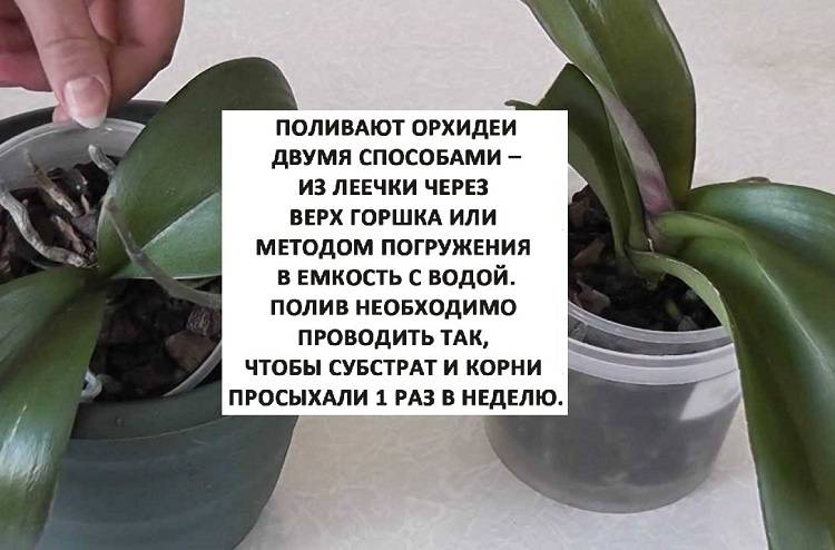 Правила полива орхидей