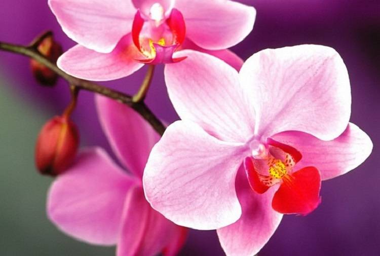 Розовые цветы орхидеи