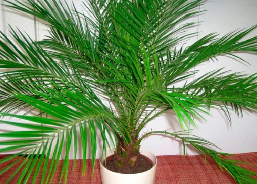 Разновидности домашней пальмы — названия с фото и описанием
