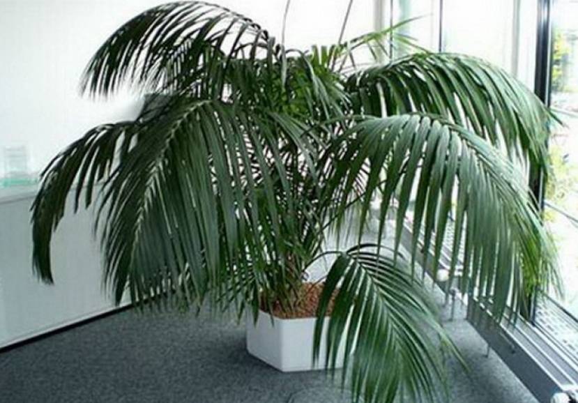 Разновидности домашней пальмы — названия с фото и описанием
