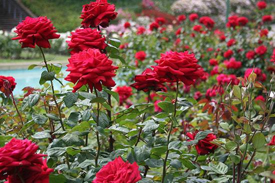 Красота и великолепие роз